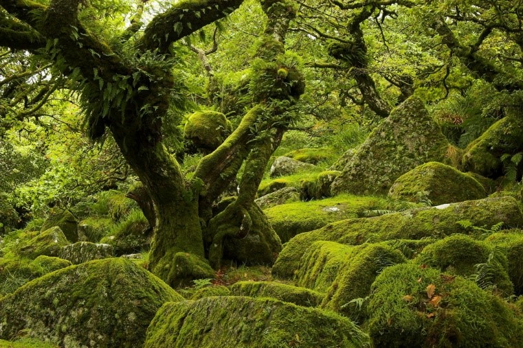 Natur