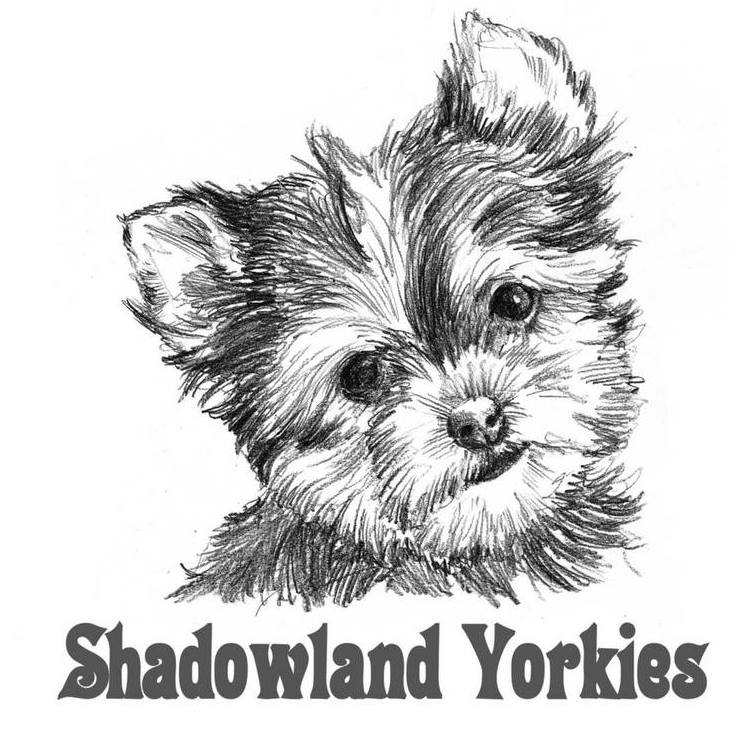 Shadowland Yorkies