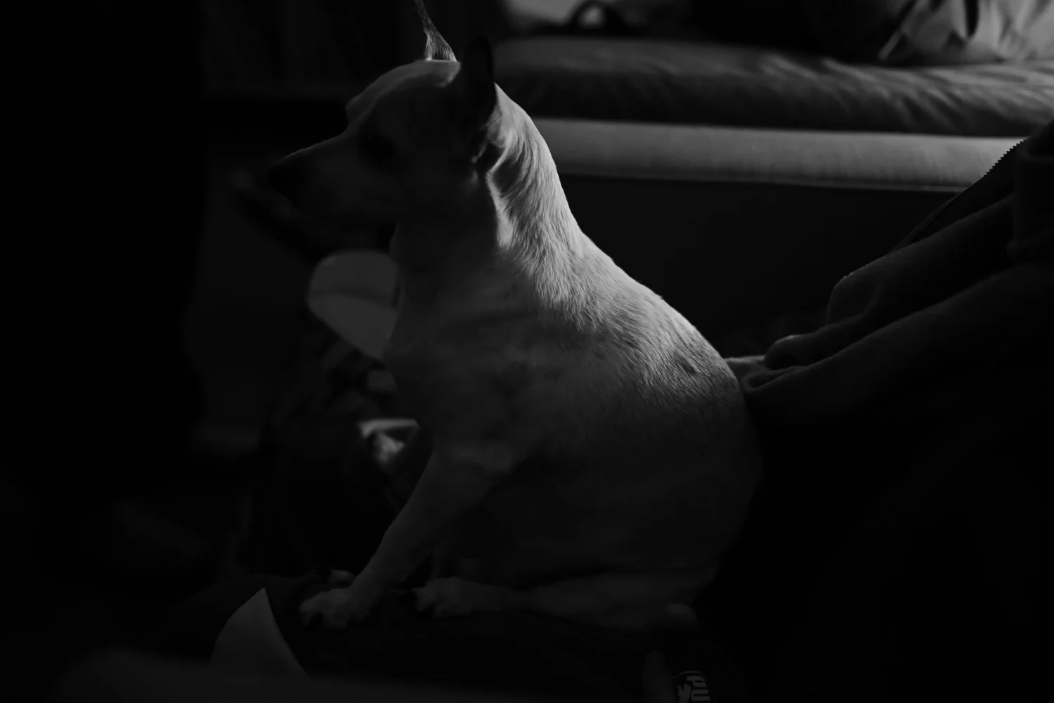 A small dog rests on a participant's lap.