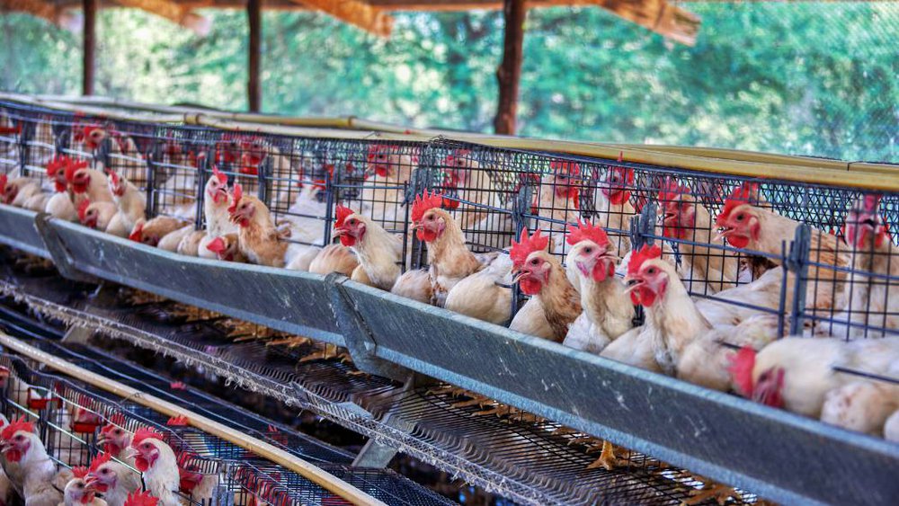 kippen vleesindustrie