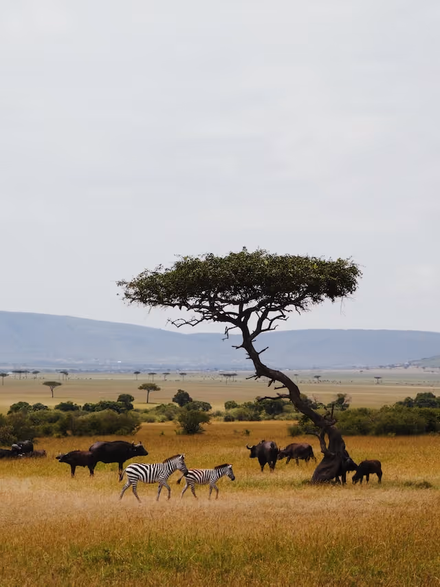 Animals in the safari at Masai Mara, Kenya