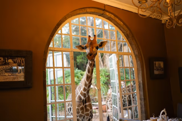 Giraffe Manor - hotel in which you will be able to have breakfast with the giraffes
