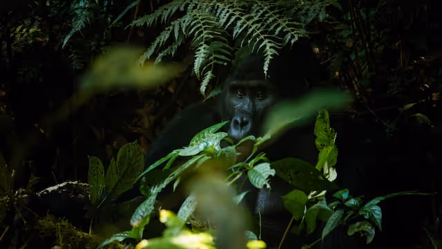 A mountain gorilla in Bwindi Impenetrable National Park, Uganda