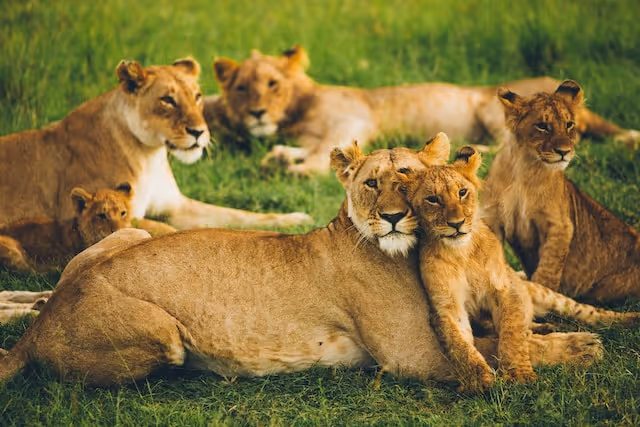 Lions in the Masaai Mara, Kenya