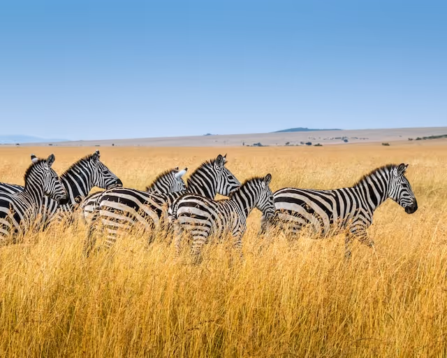 Zebras in the Maasai Mara, Kenya