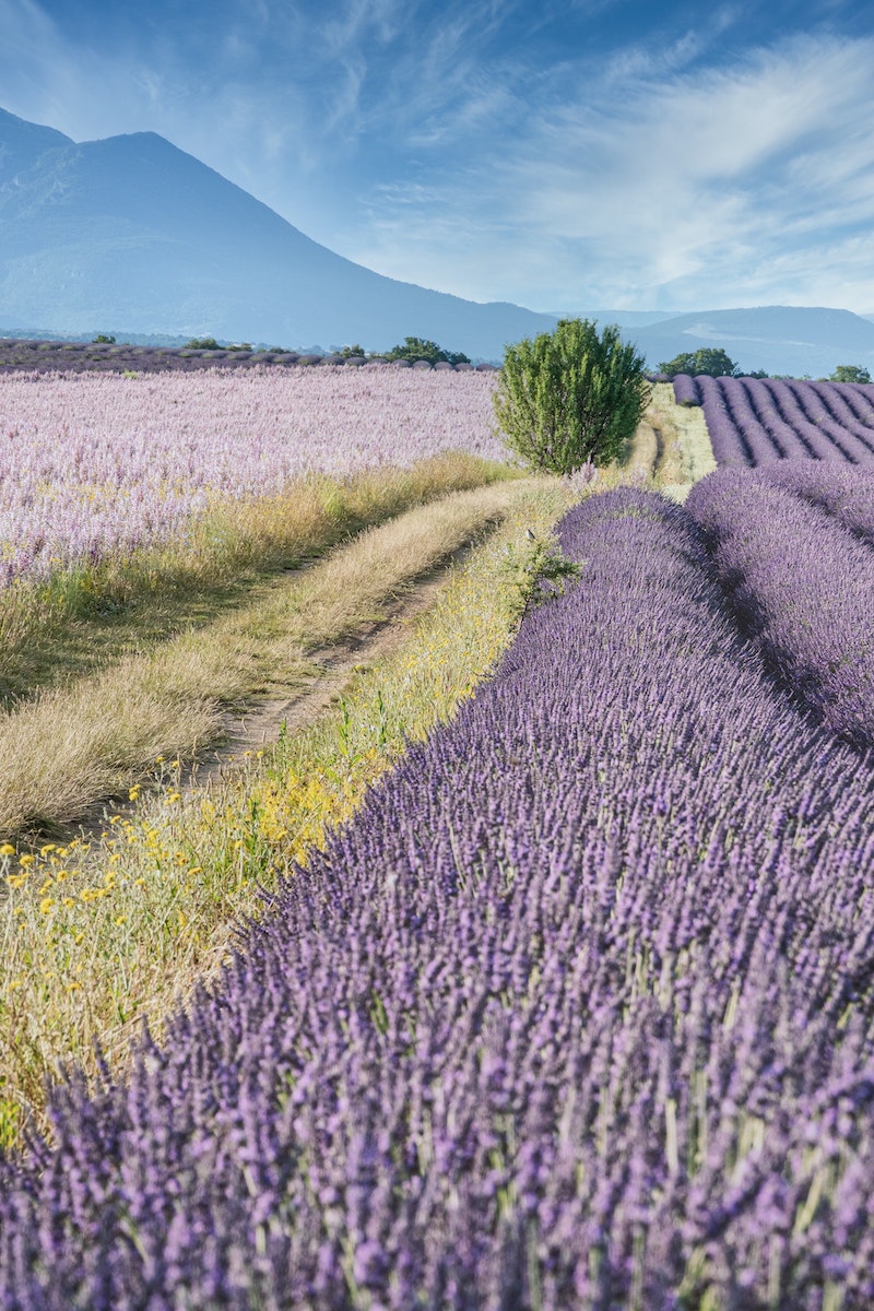 Valensole