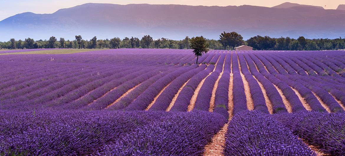 Valensole