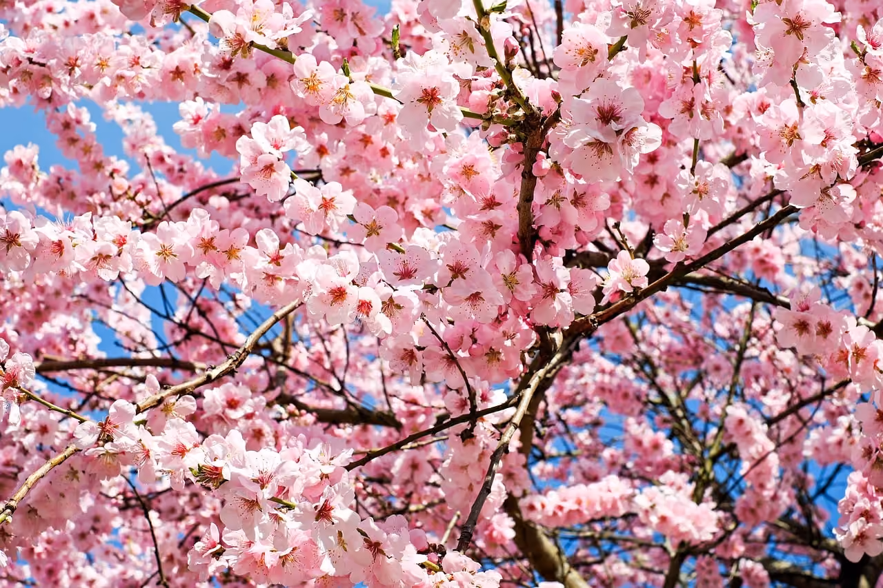 🌸 De lente begint! 🌞