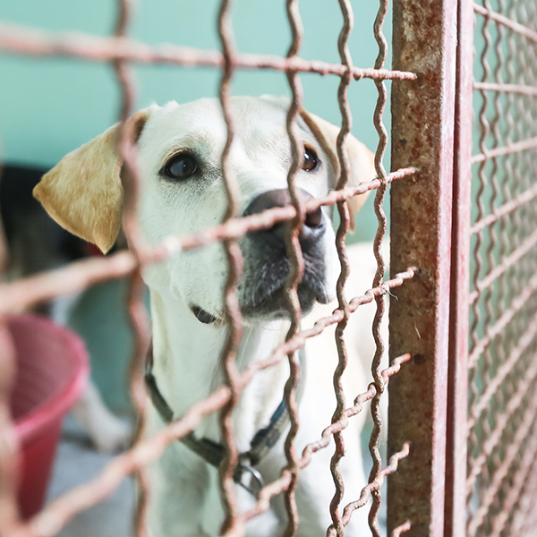 A sad dog in a dog shelter.