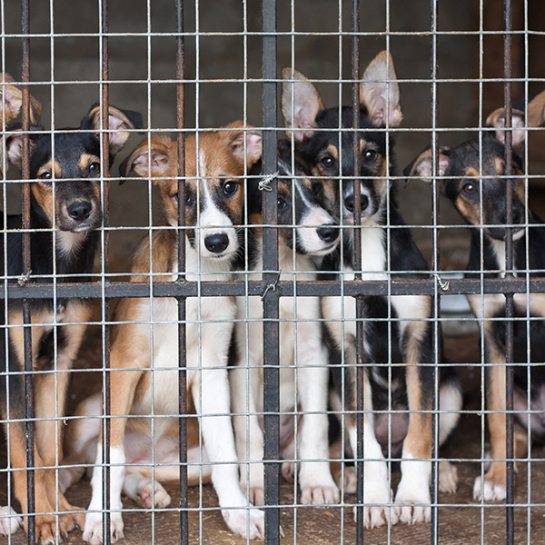 Many dogs available in the dog shelter.