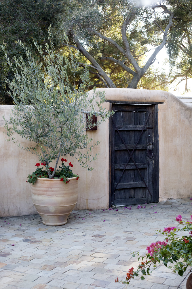 Potted plant next do a door.