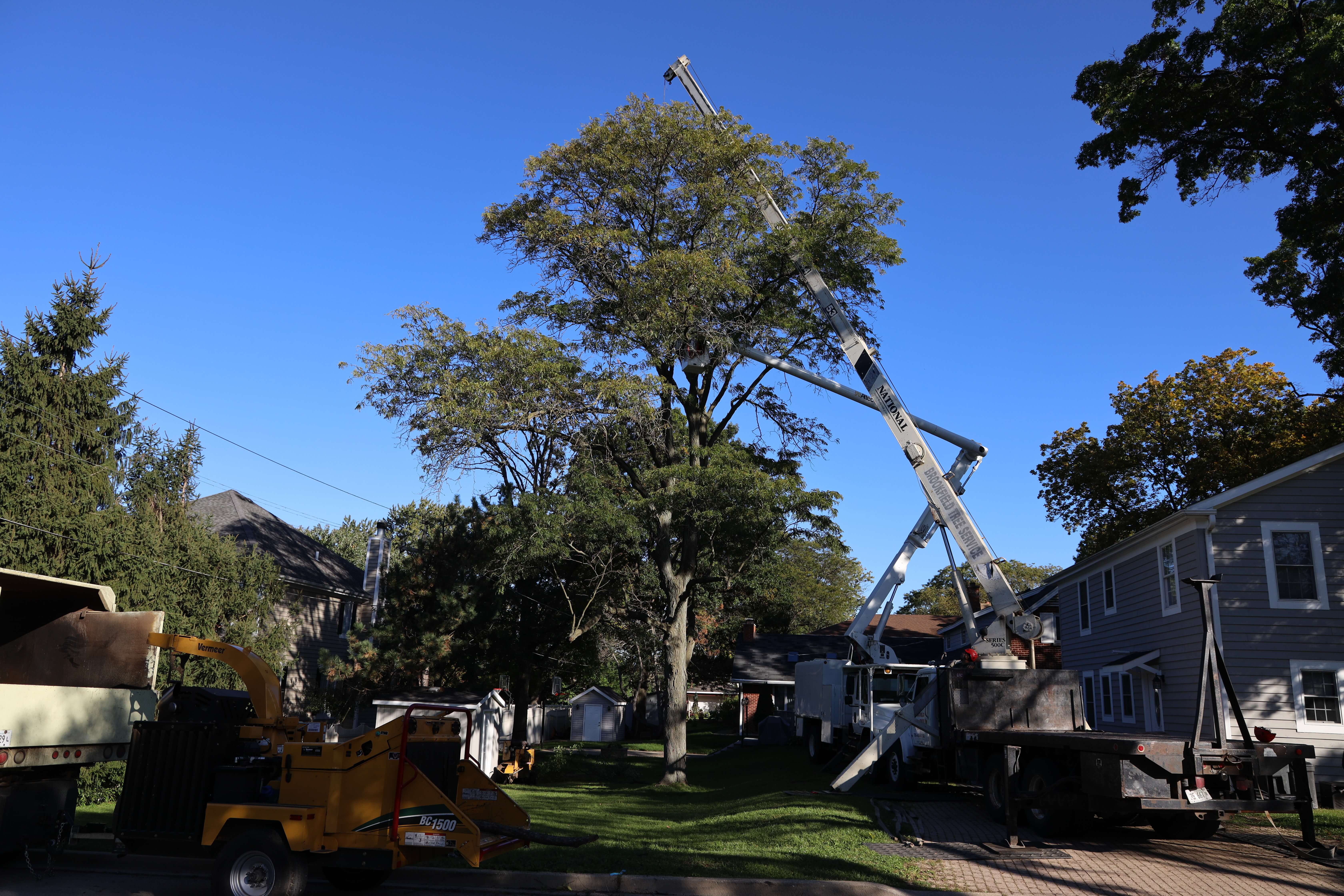Brookfield Tree Service gallery 2