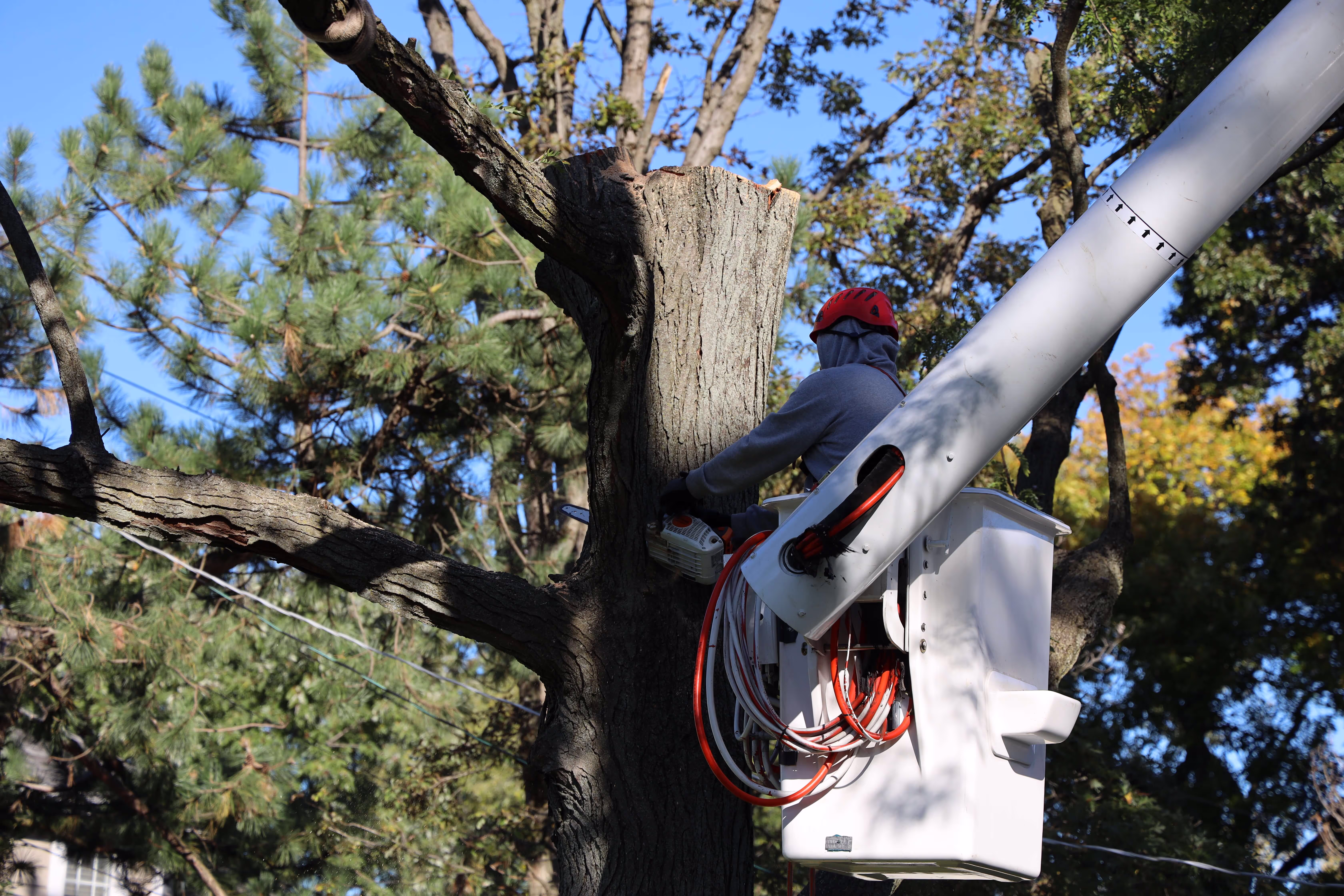 Brookfield Tree Service gallery 3