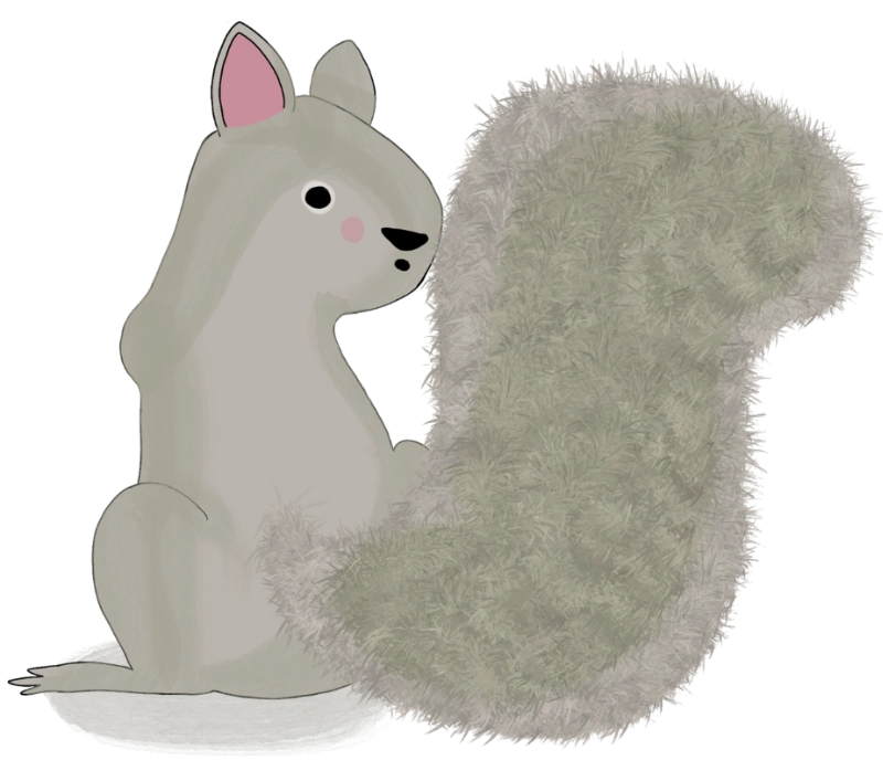 A cute gray squirrel looking back