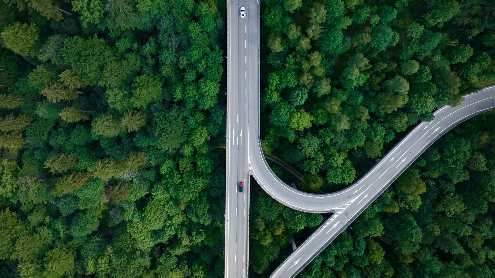 Bird's eye view of a long, winding, green forest road