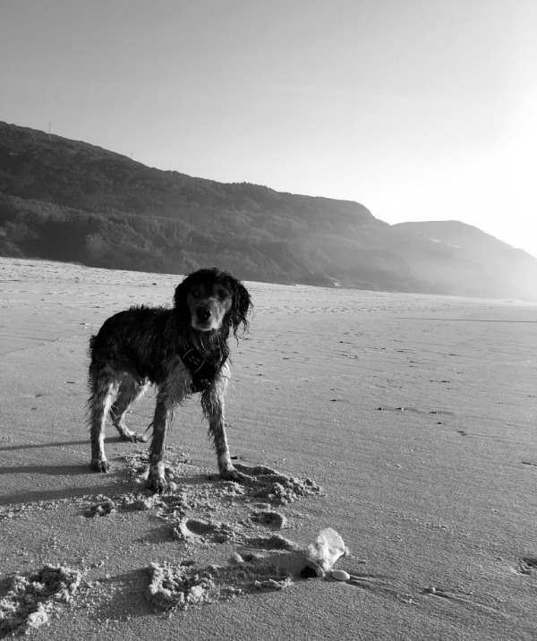 Dog in an empty beach with mountain behind