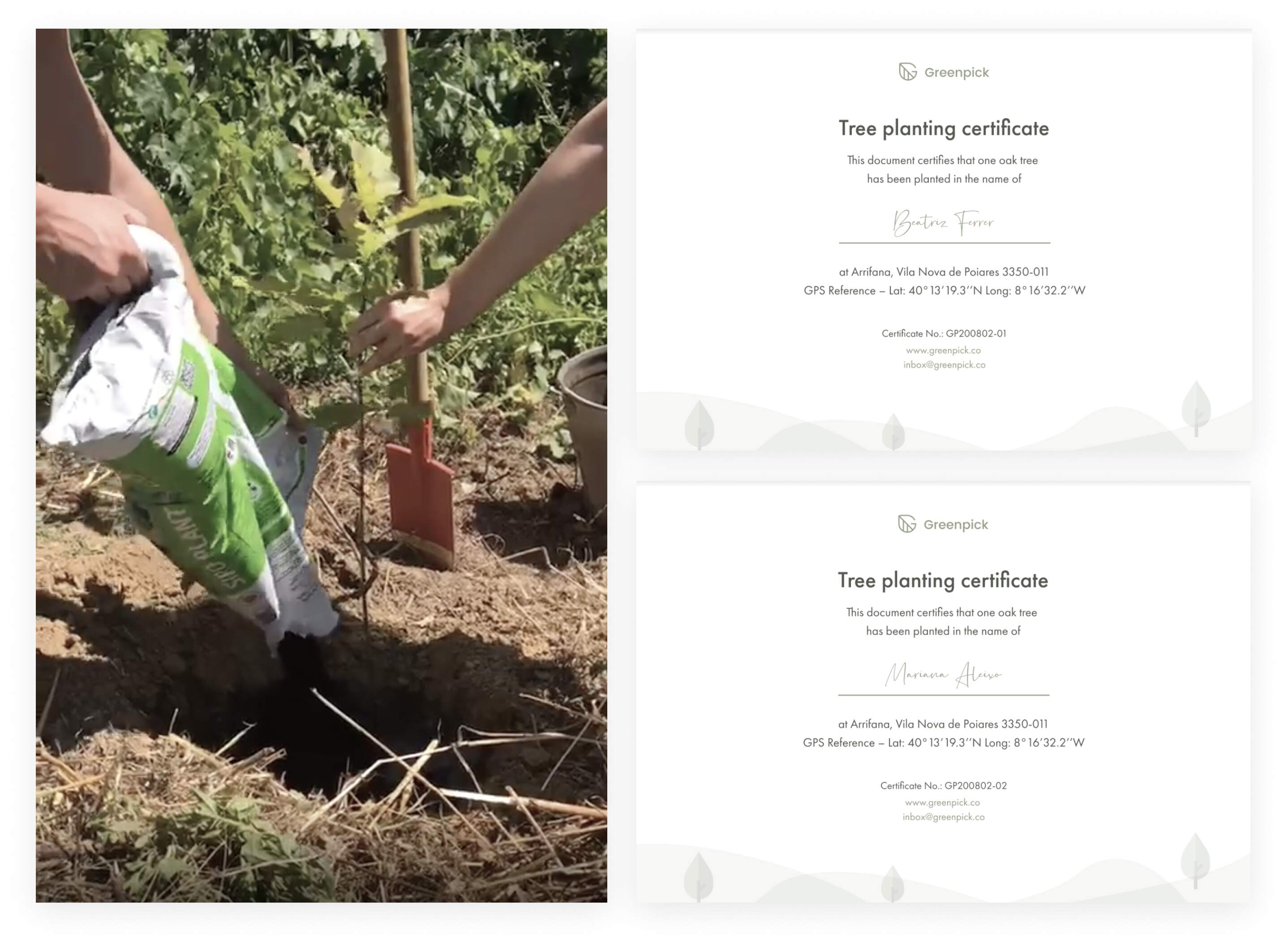 Tree being planted by the team and the complementary certificates 