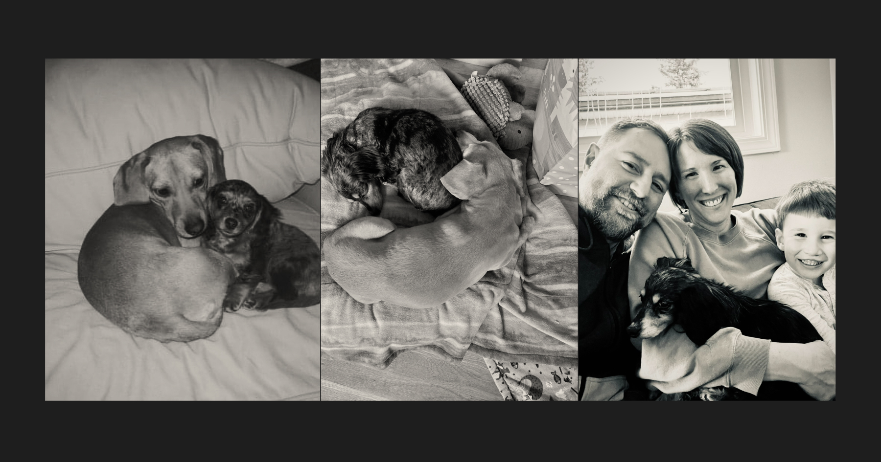 3 pictures: a Black long haired dog and a short light haired dog cuddling as puppies, then grown up the last shows the black haired dog with a man woman and child cuddling on a couch