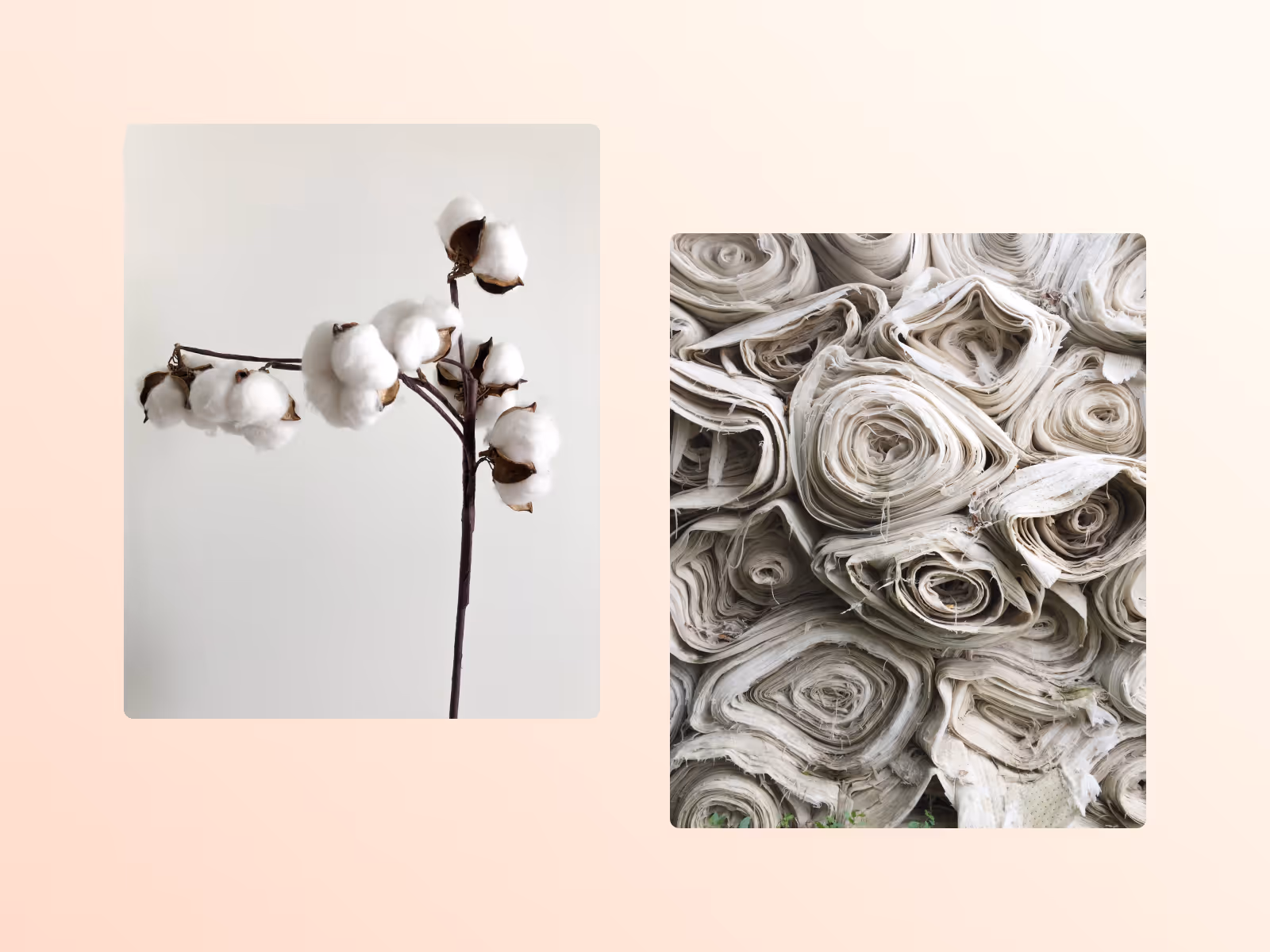 A definitive guide to organic Cotton