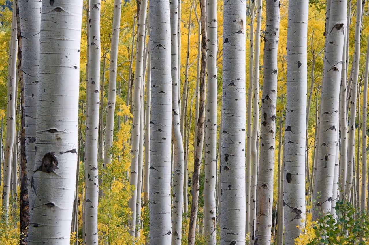 Photo of densely lined forrest trees