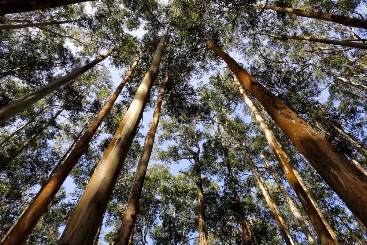 What is Tencel image showing a Eucalyptus forrest