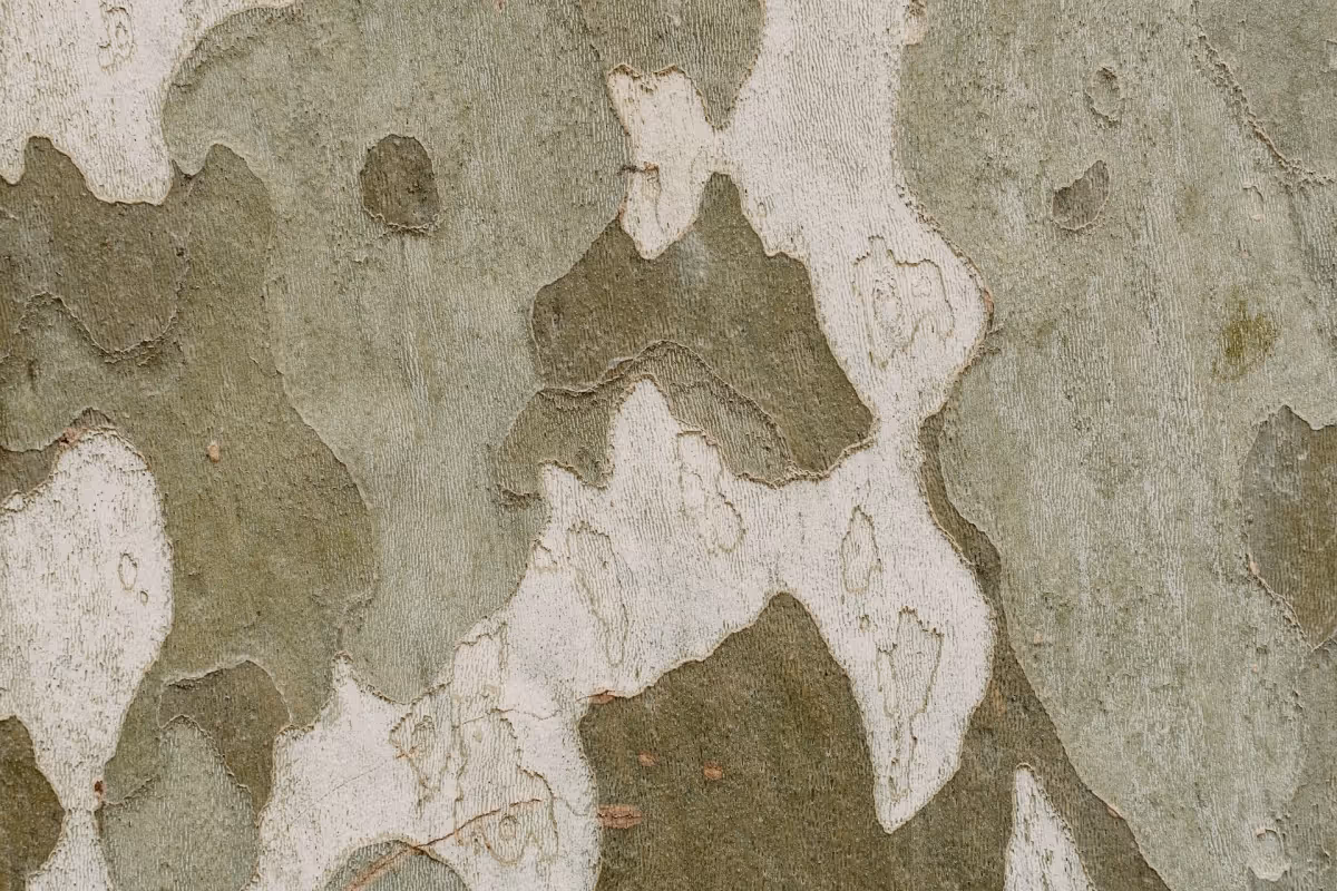 What is Tencel image showing a Eucalyptus tree