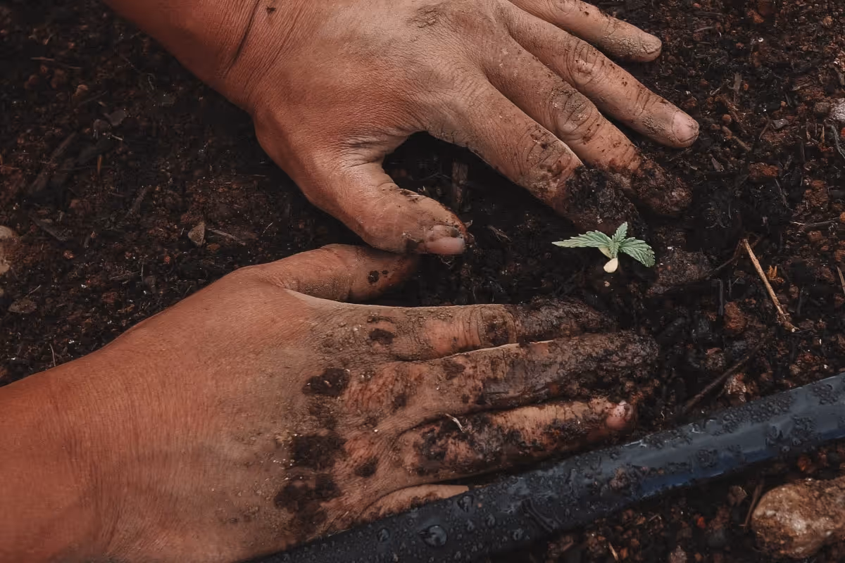 An early hemp crop being planted