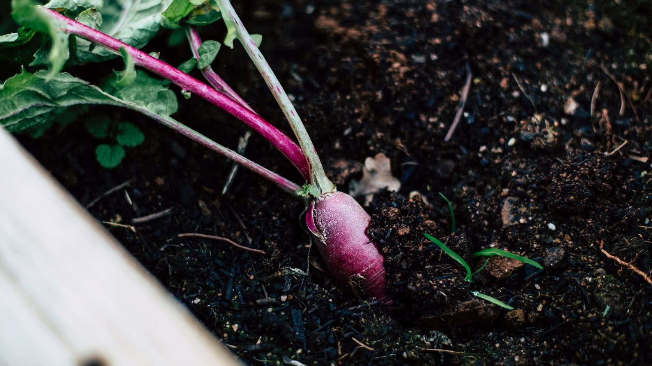 A vegetable in the ground