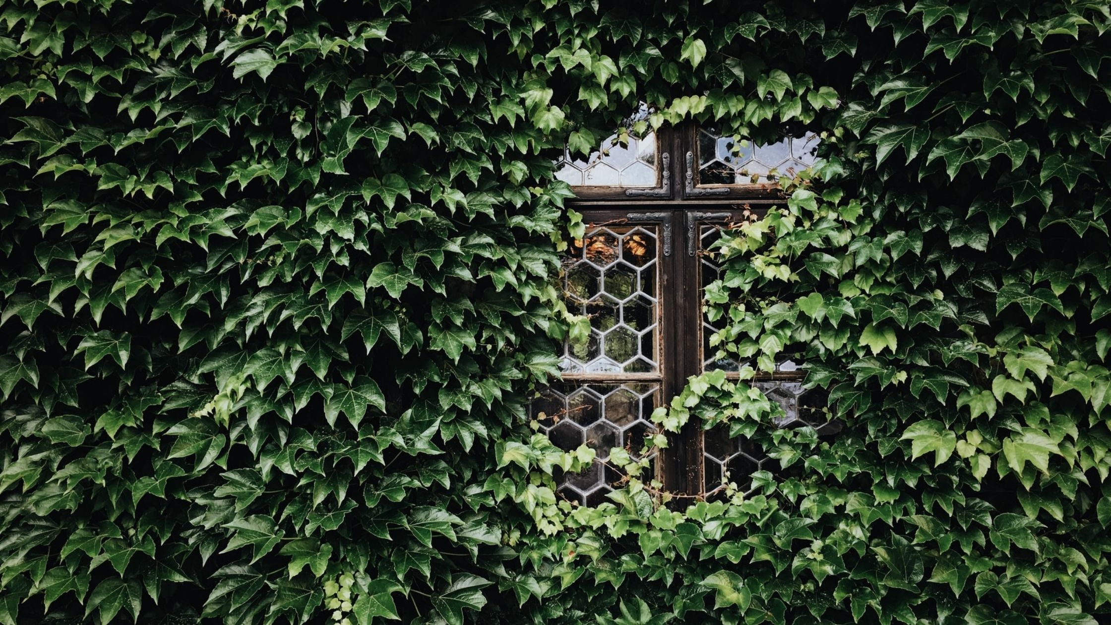 A plant grows up the walls of a house