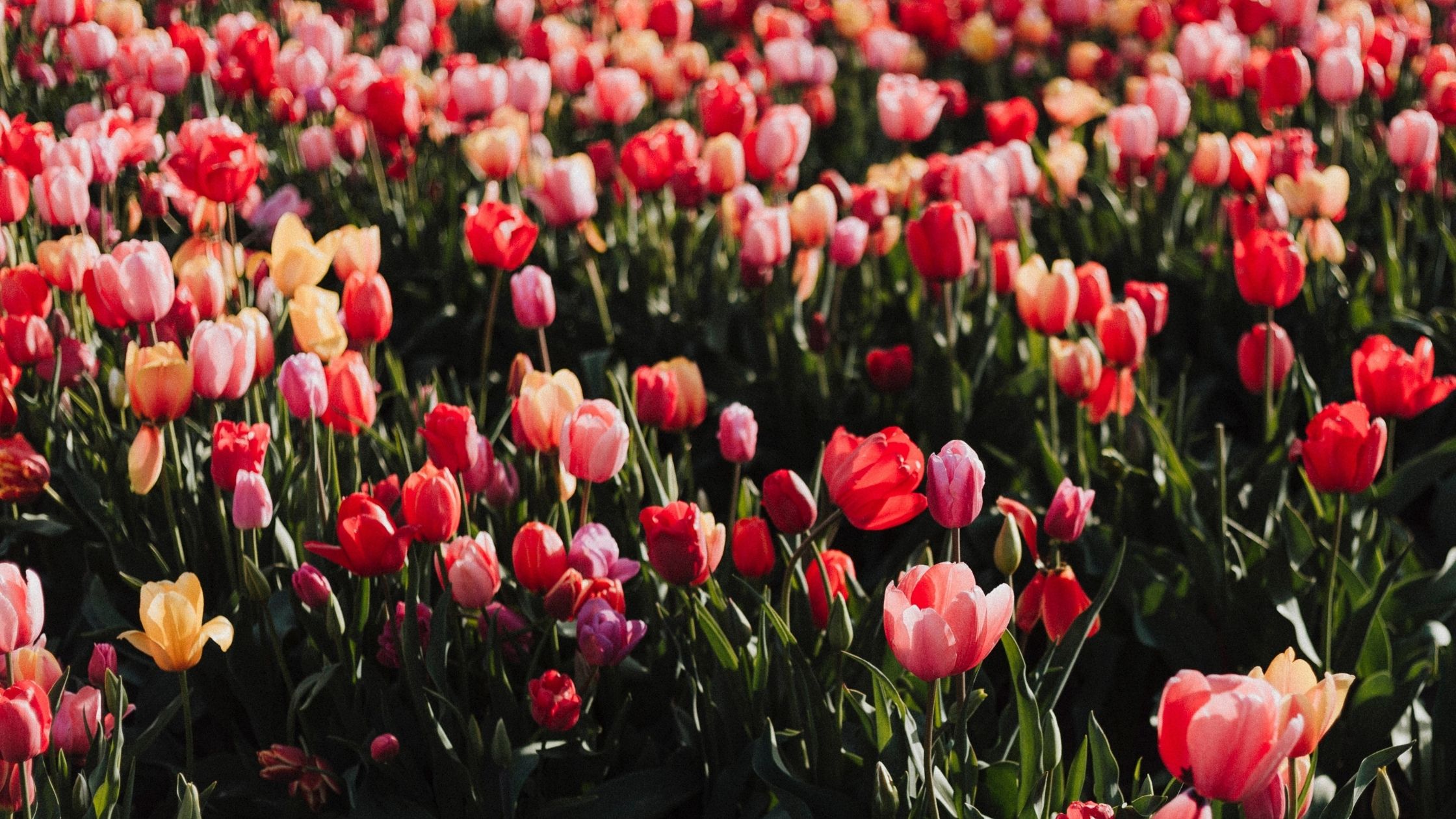 A field of Roses
