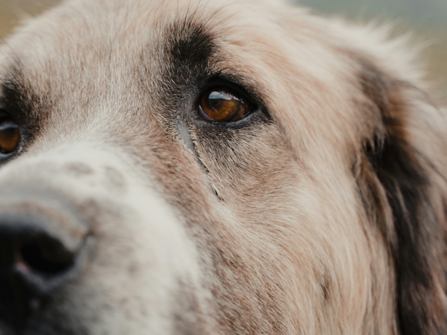 Crémation Phénix - Convention de crémation pour animaux