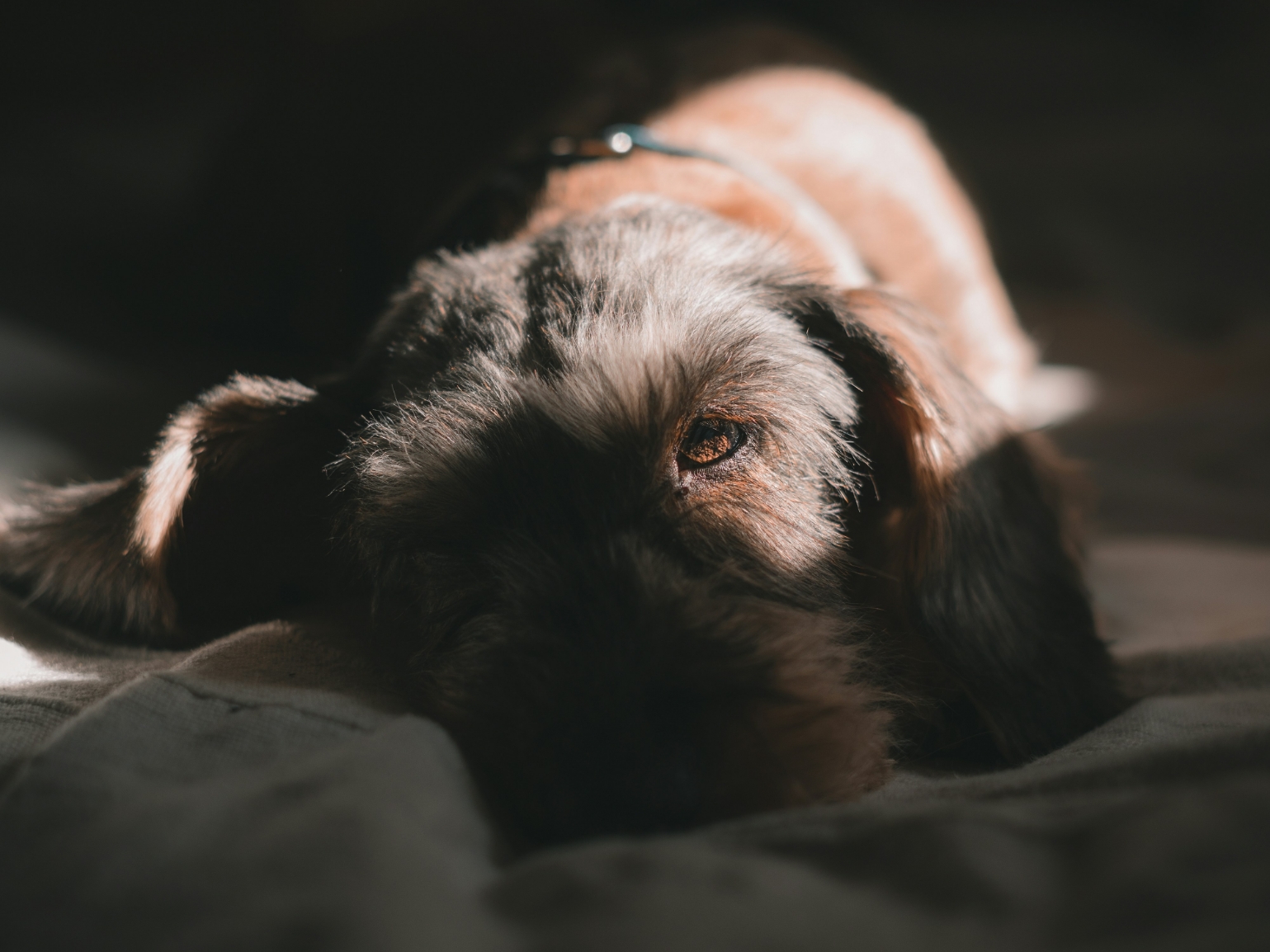 Crémation Phénix - Crémation et produits funéraires pour animaux