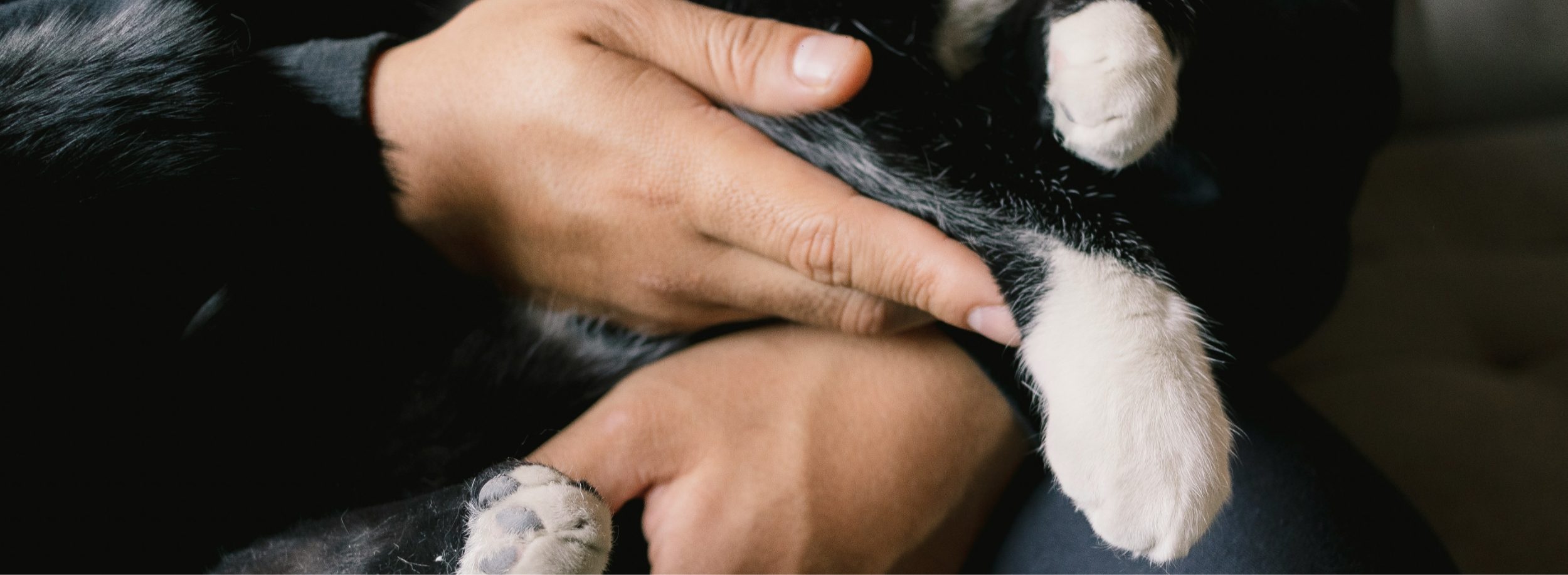 Crémation Phénix - Crémation et produits funéraires pour animaux