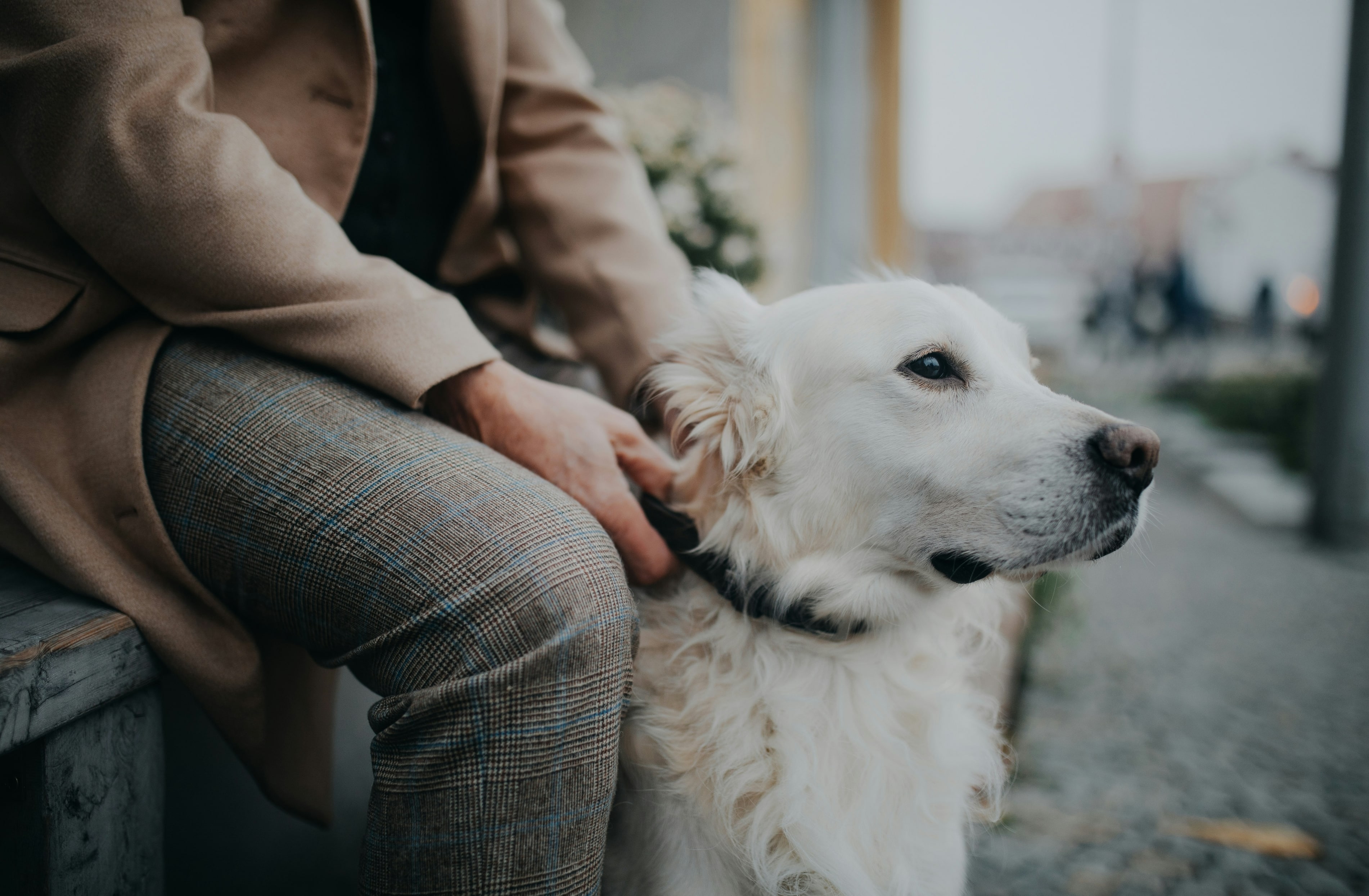 Crémation Phénix - Crémation et produits funéraires pour animaux