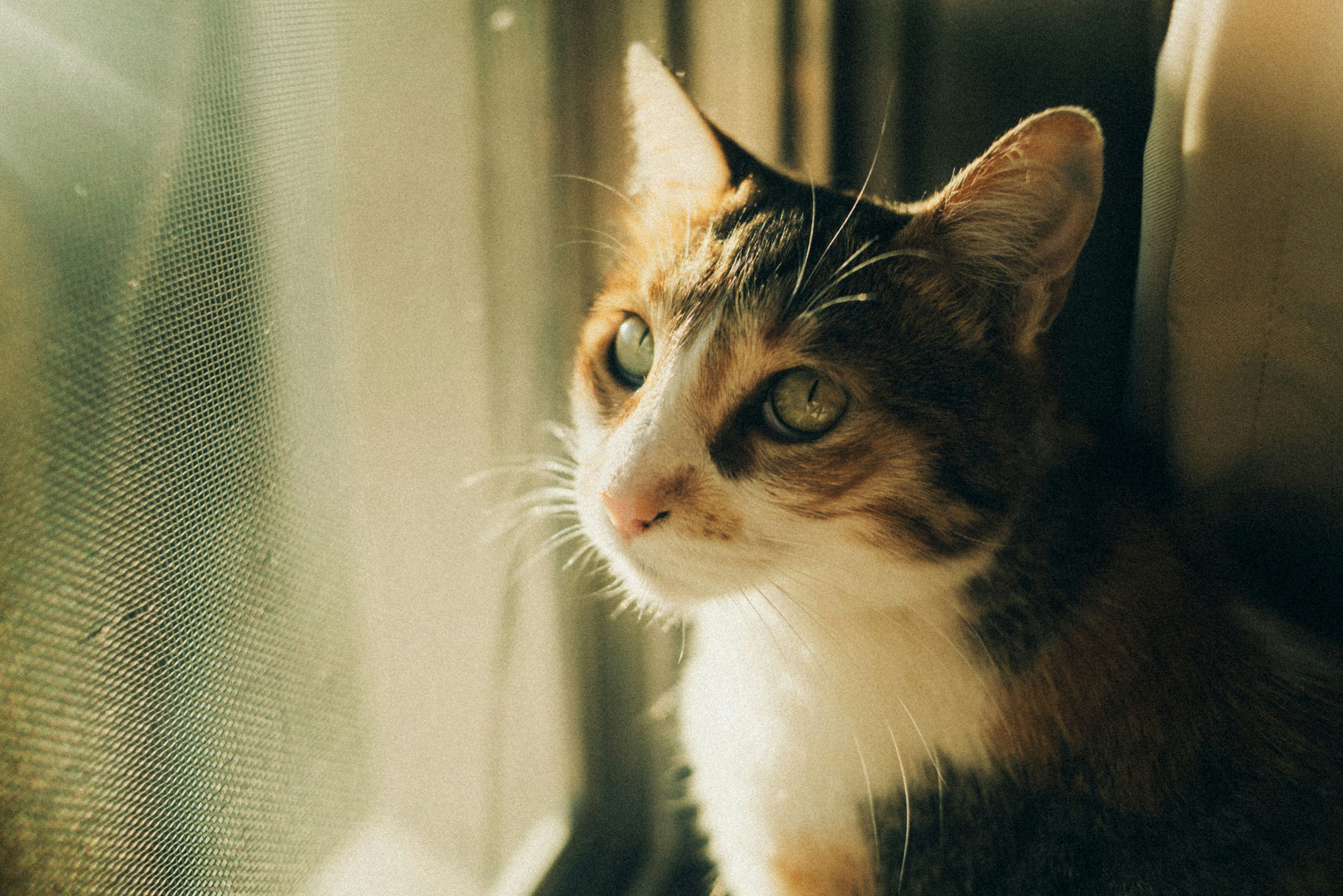 Crémation Phénix - Convention de crémation pour animaux