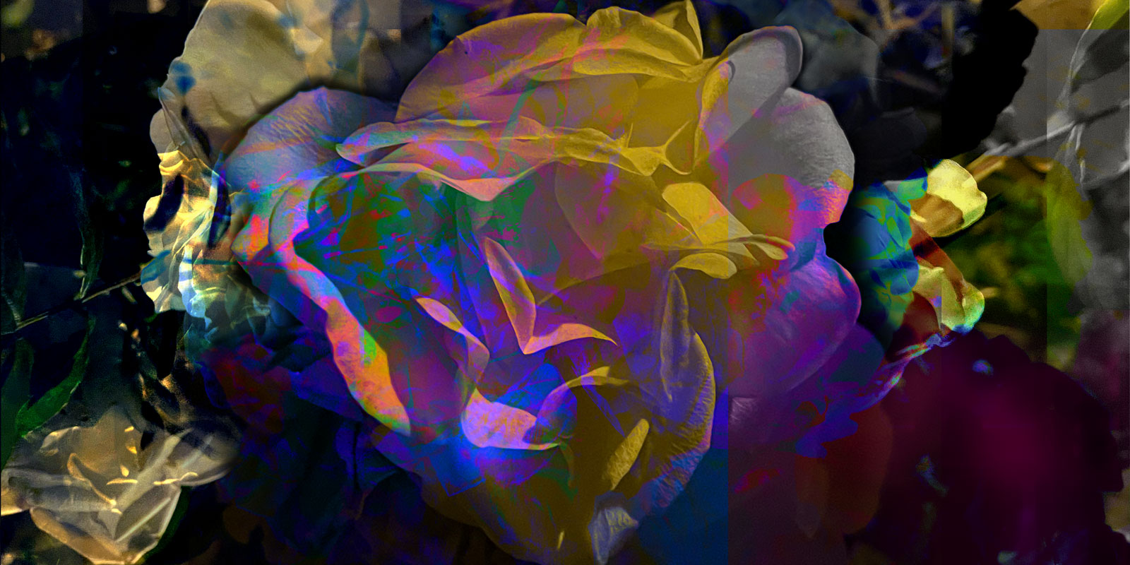 Flowers for AVS • 300 x 150 cm (118.11 x 59.06 in)