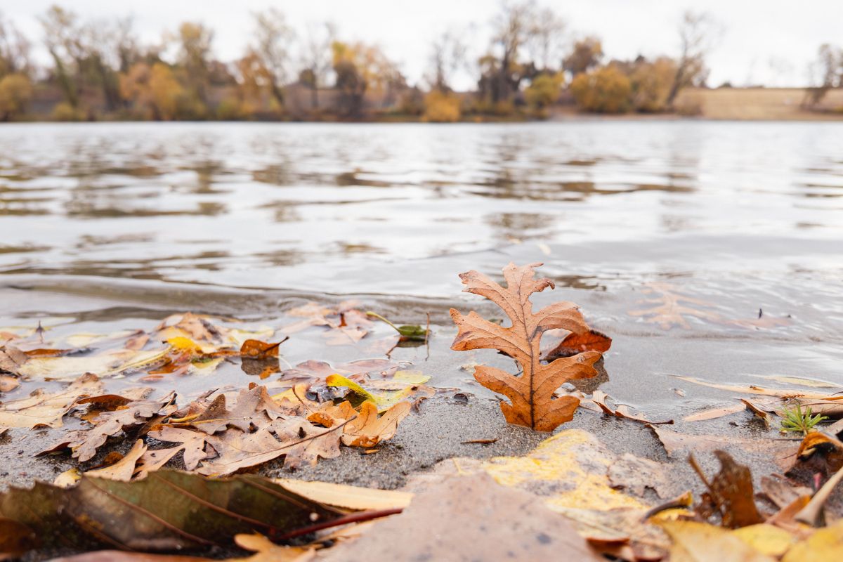 An orange leaf on the shore of a cold fall stream