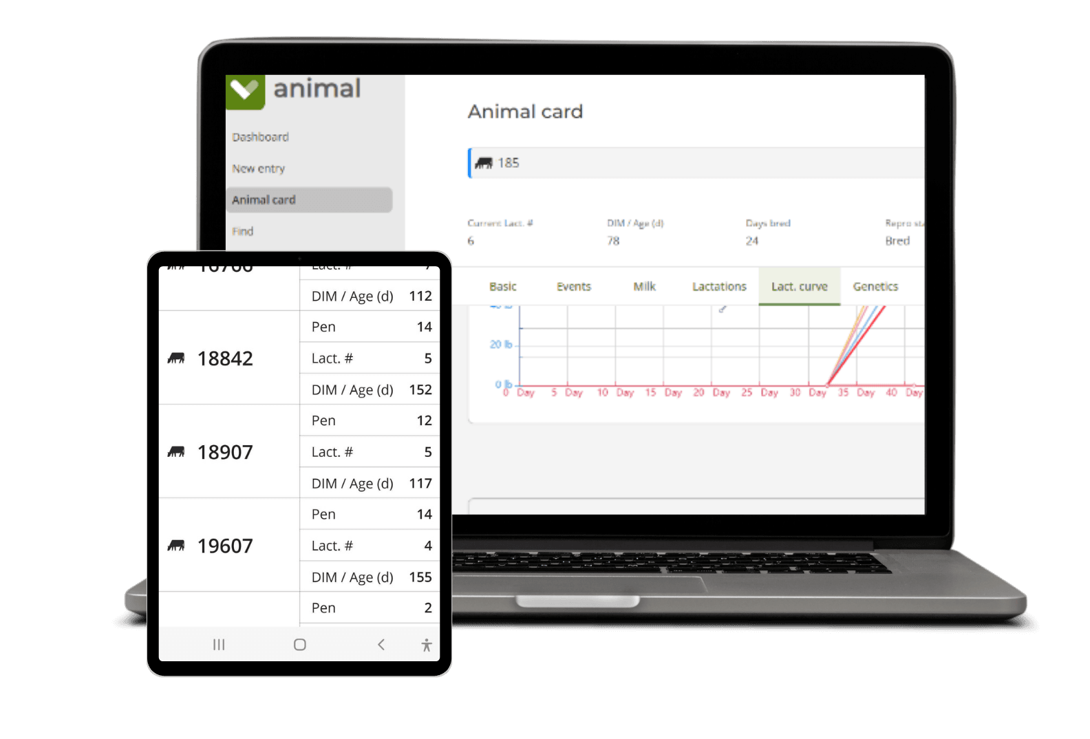 milc group animal dashboard on a laptop showing lactating animals, average milk production and cull rate, beside the mobile app listing the animals to attend today