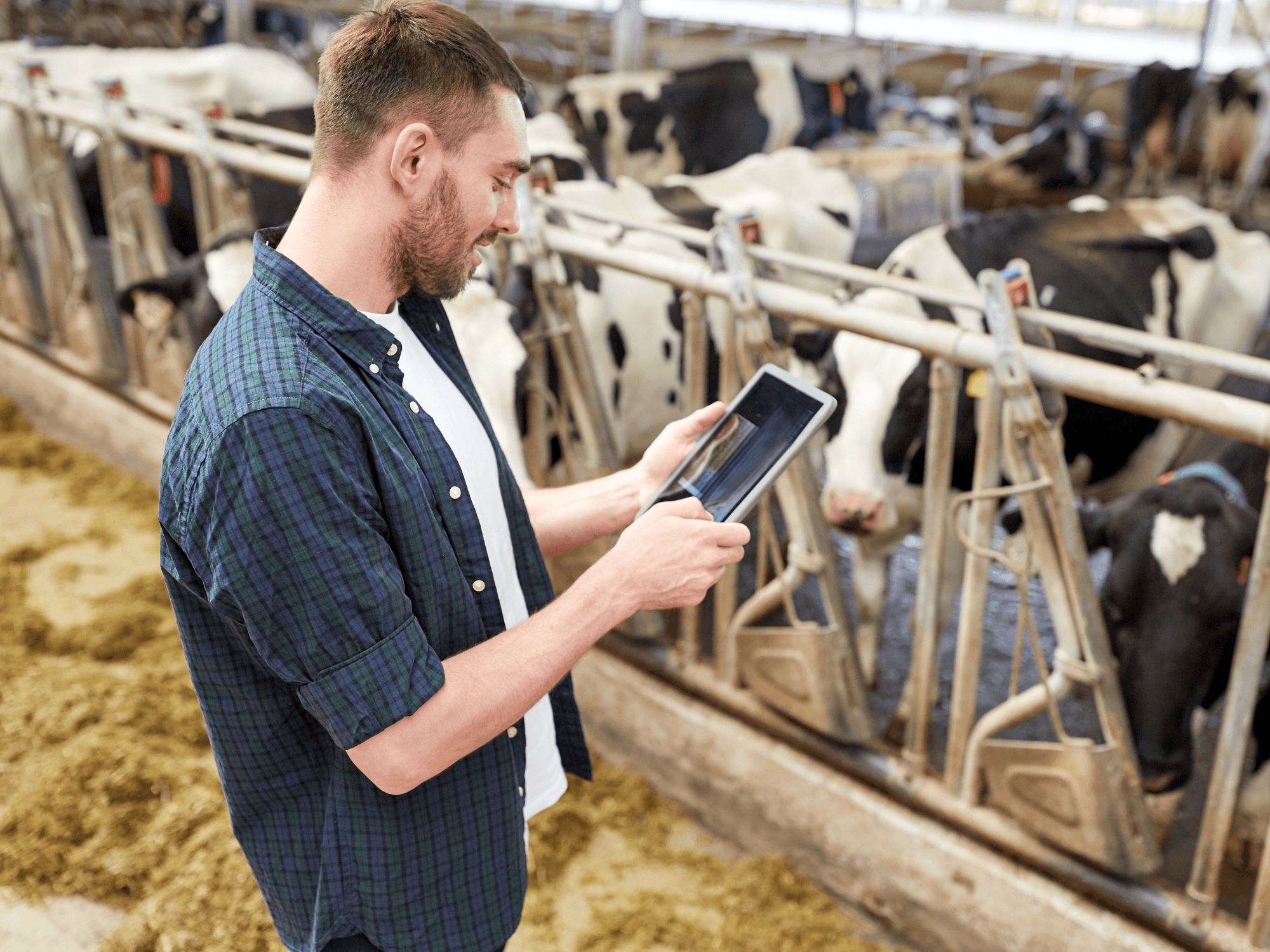 A man using his phone while in a cow pen