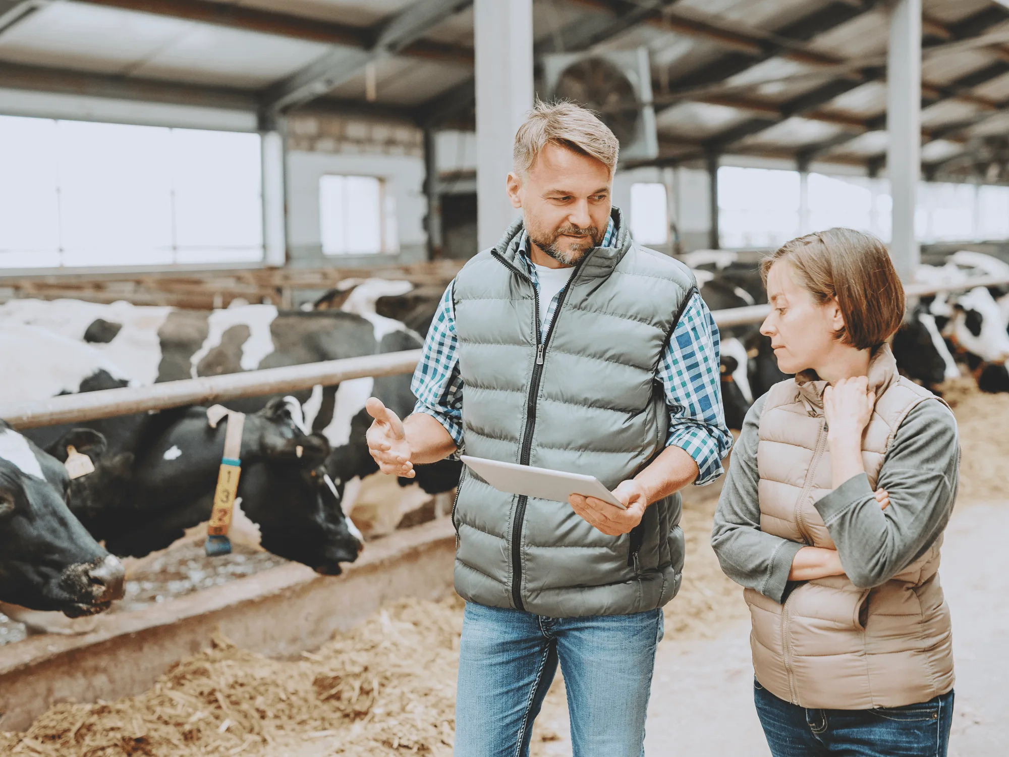 Two dairy managers reviewing herd data on a tablet in a barn, with the milking herd at the feed rail behind them.