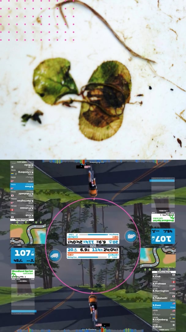 A dried plant on a white background paired with mirrored cycling game screenshots circled in pink.