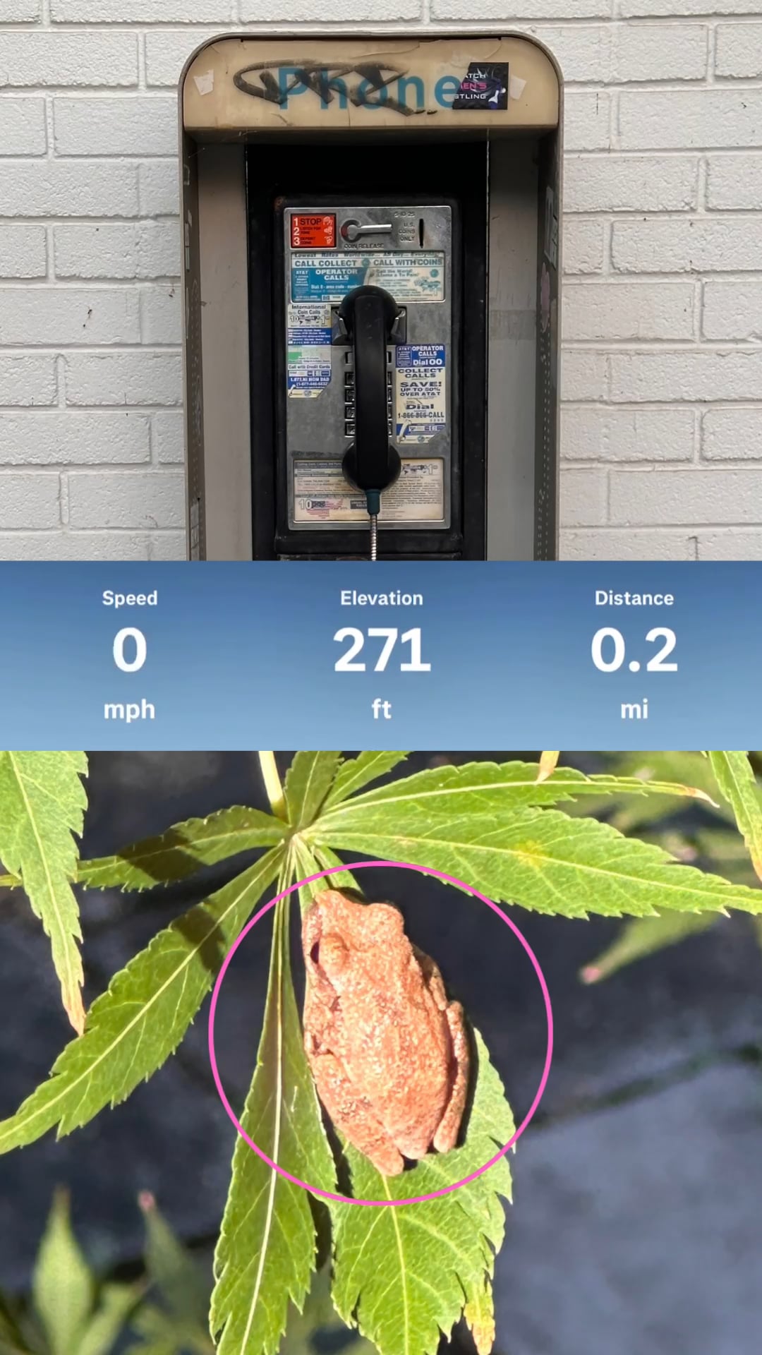 A pay phone, an odometer display, and a small brown frog on a leaf.