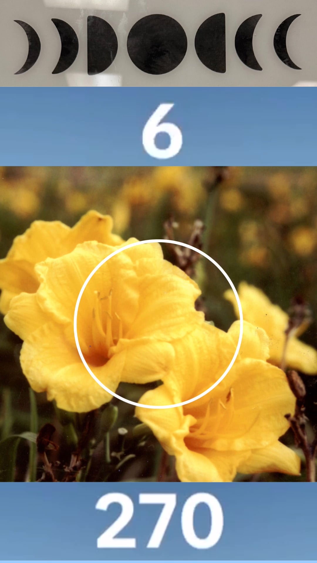 Yellow flowers in bloom with numbers “6” and “270” displayed above and below.