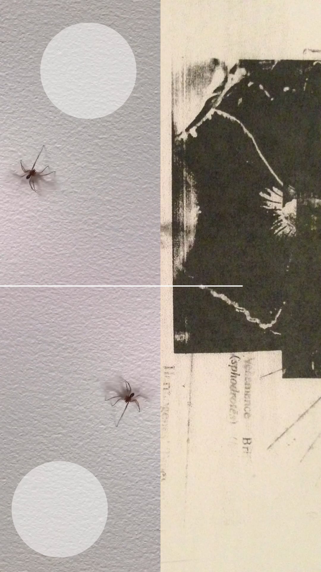 Two spiders on a wall next to abstract prints and circular overlays.