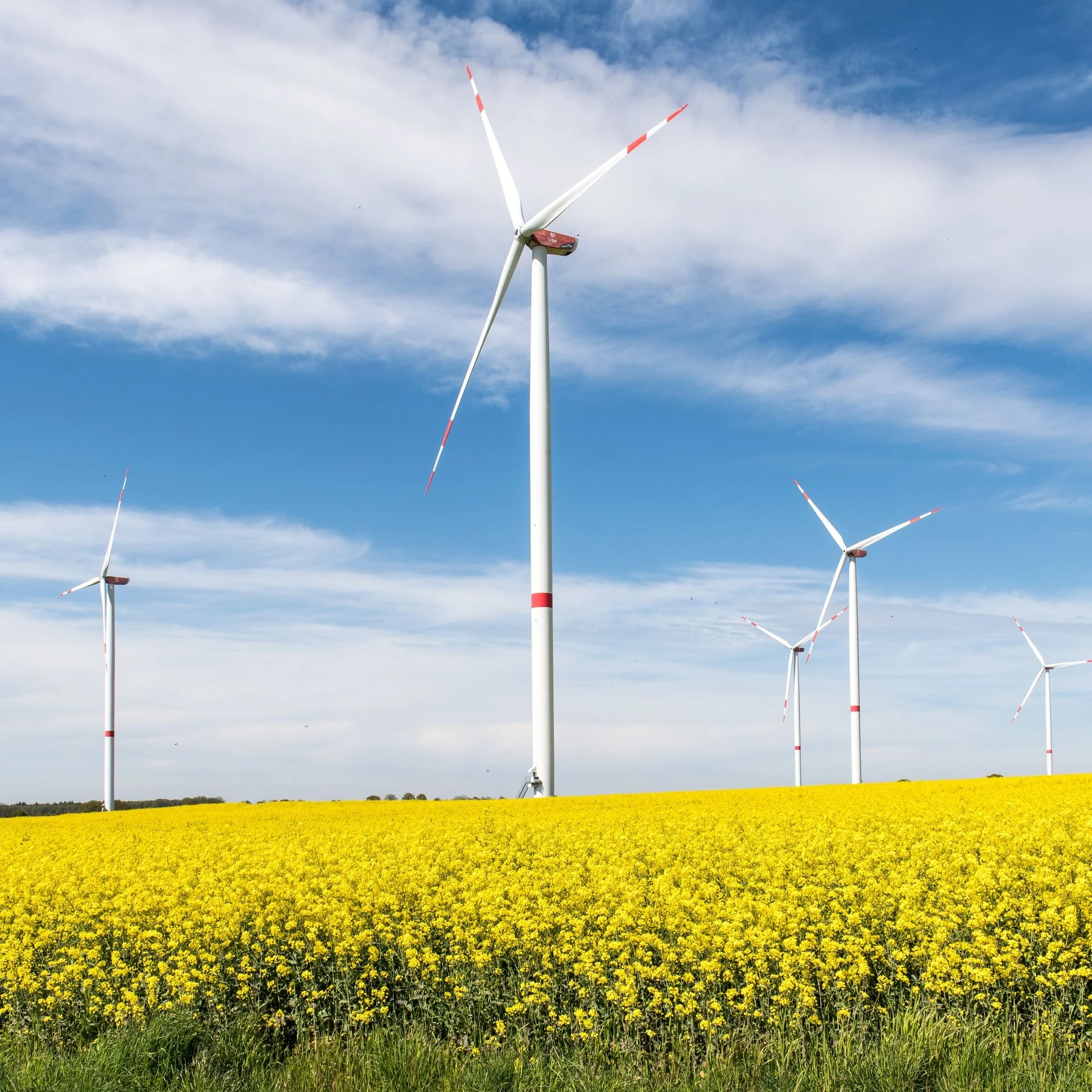 Idyllic view of wind turbines amidst a vibrant rapeseed field in Lauenburg, Germany. Photo by Wolfgang Weiser via Pexels.com