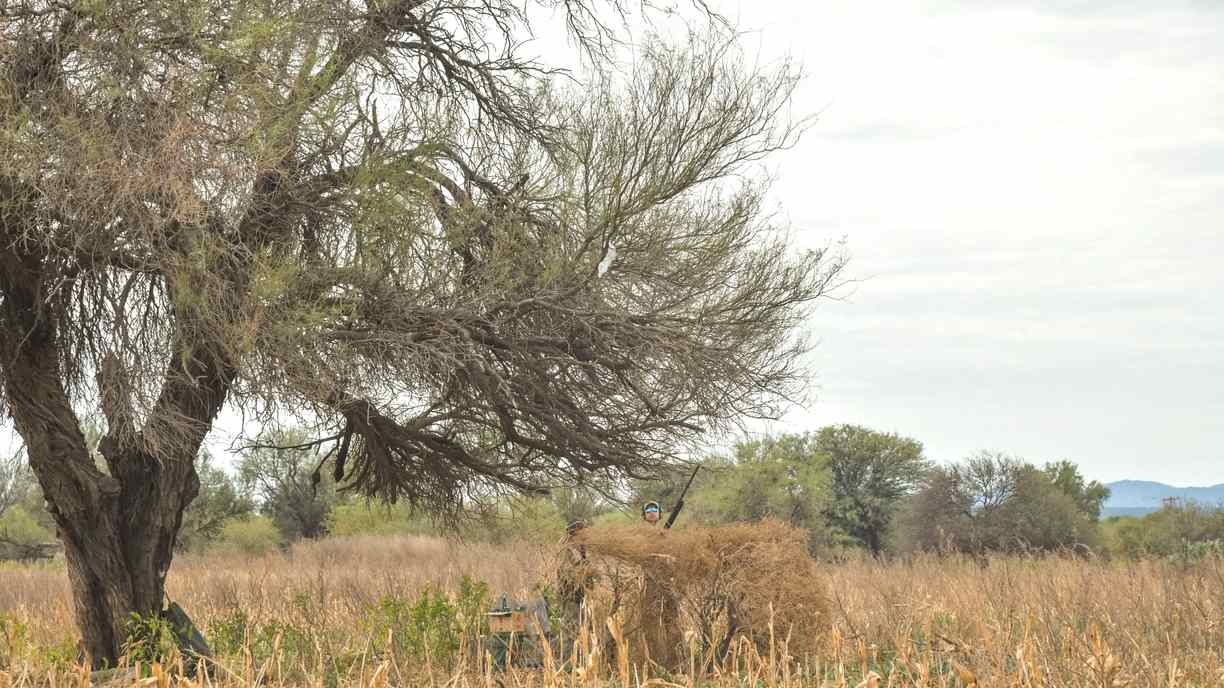 Dove hunting blind in Cordoba field