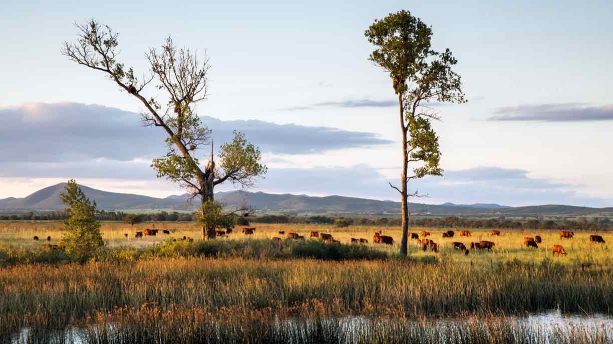 Cordoba dove hunting landscape