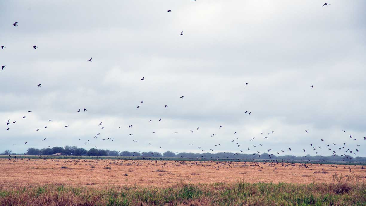 Dove flock over Cordoba fields