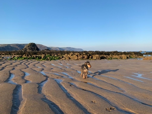 Margo the English cocker spaniel takes in the view at Widemouth Bay in north Cornwall