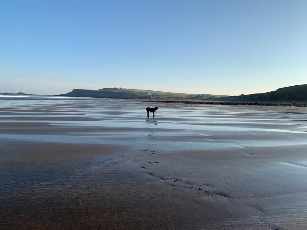 Dog standing in the distance on Widemouth Bay beach